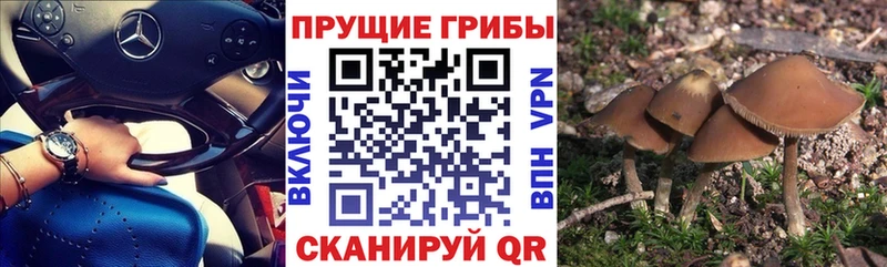 Псилоцибиновые грибы GOLDEN TEACHER  Зеленокумск 