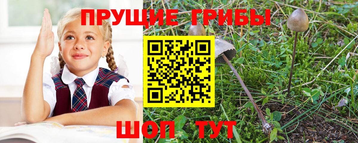 Галлюциногенные грибы прущие грибы  Вход с VPN  Зеленокумск  Галлюциногенные грибы мицелий 